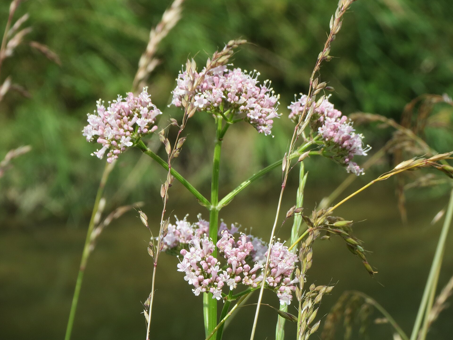 Photo: valerian flowers